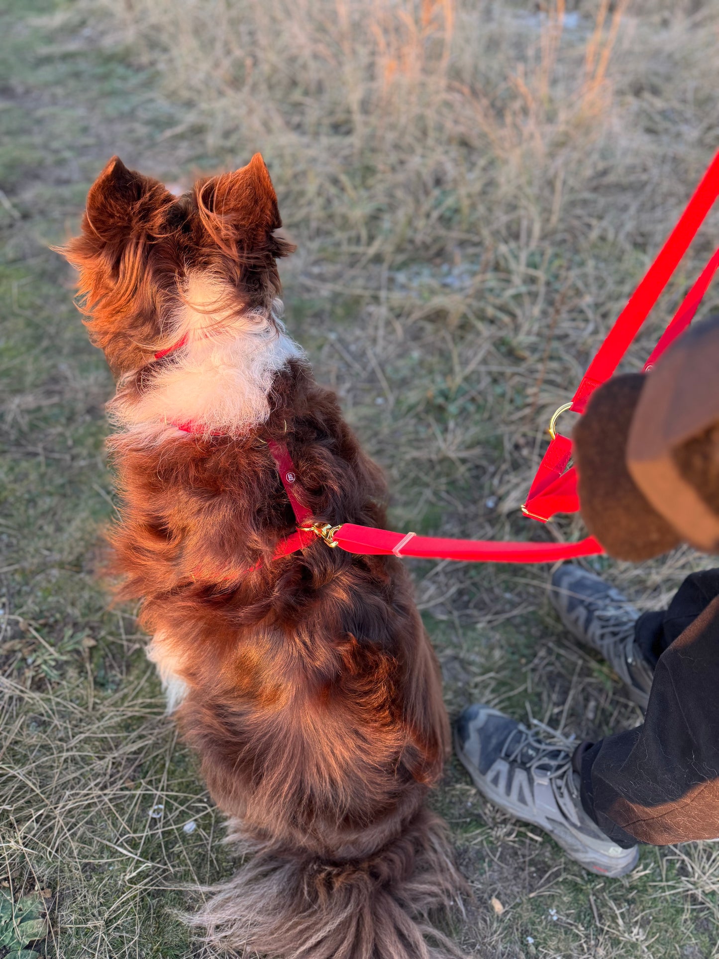 Essential Dog Harness