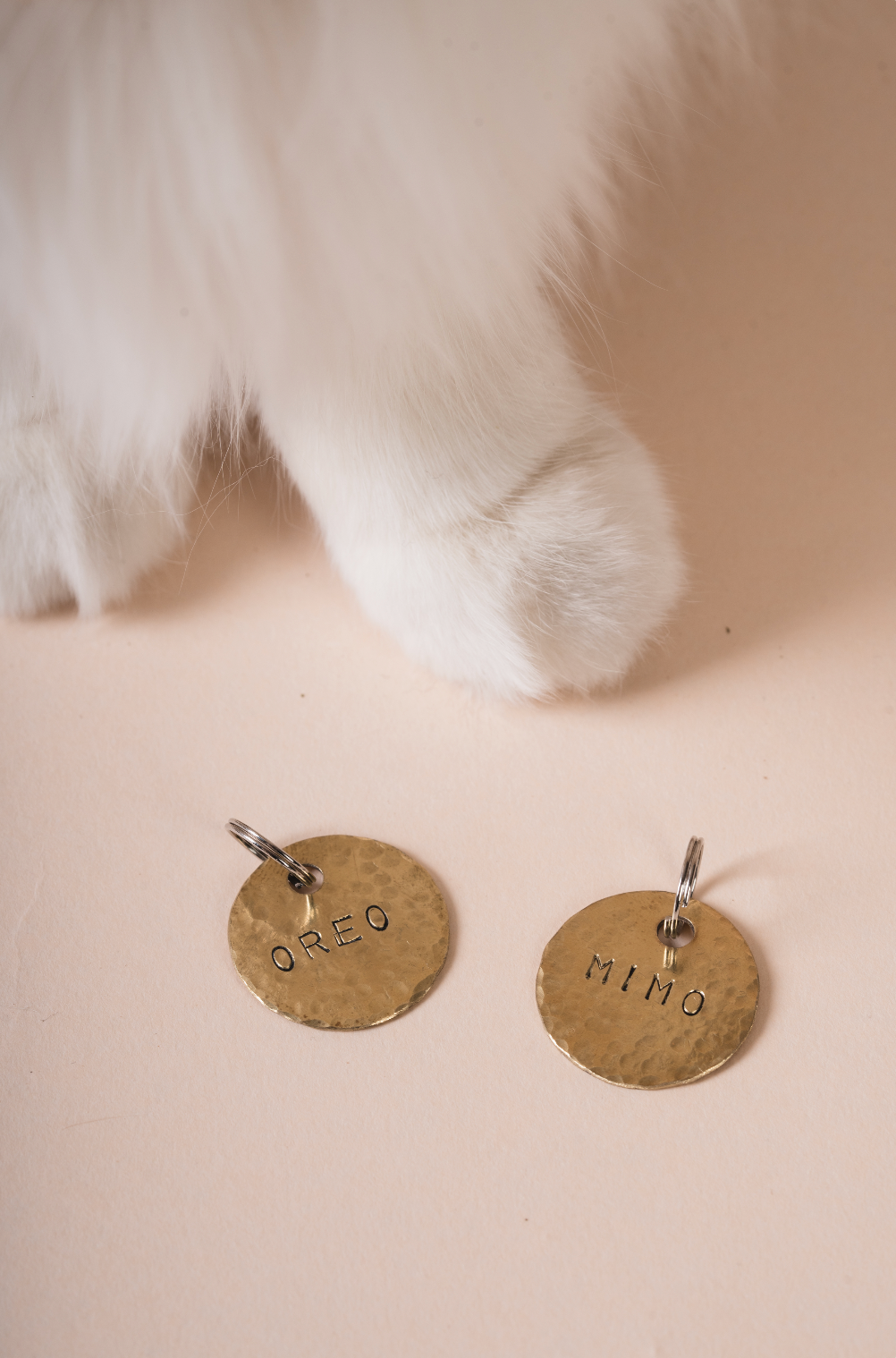 Collar + Pet tag bundle