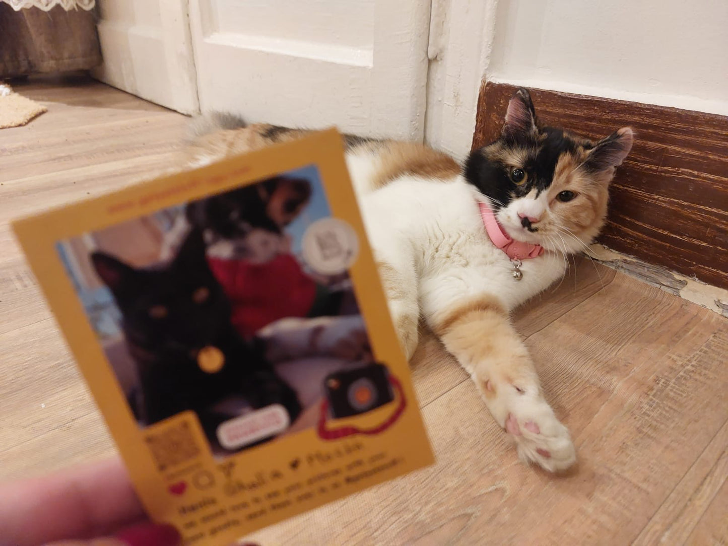 Cat Collar + Pet tag bundle