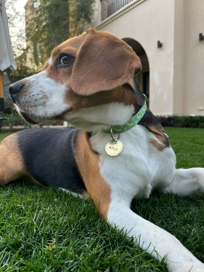 Collar + Pet tag bundle