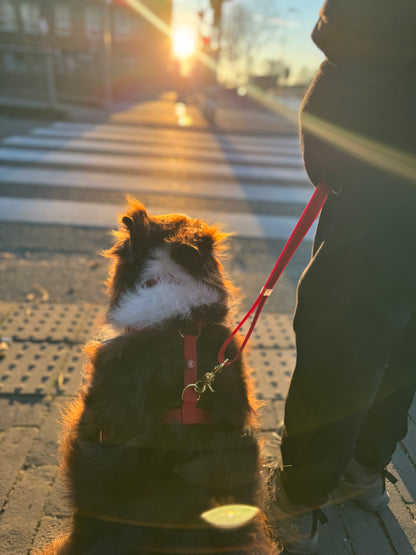 Essential Hands-free Leash