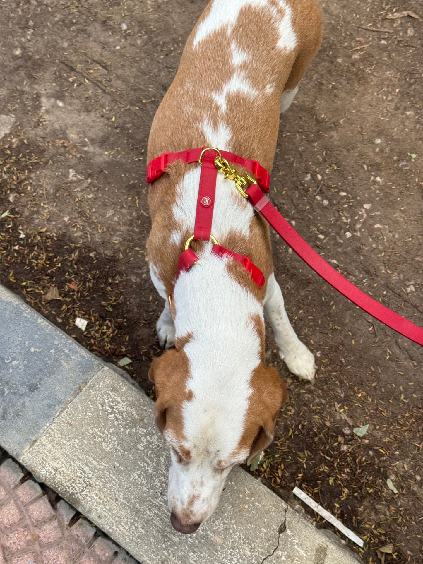 Harness + Hands-free leash bundle