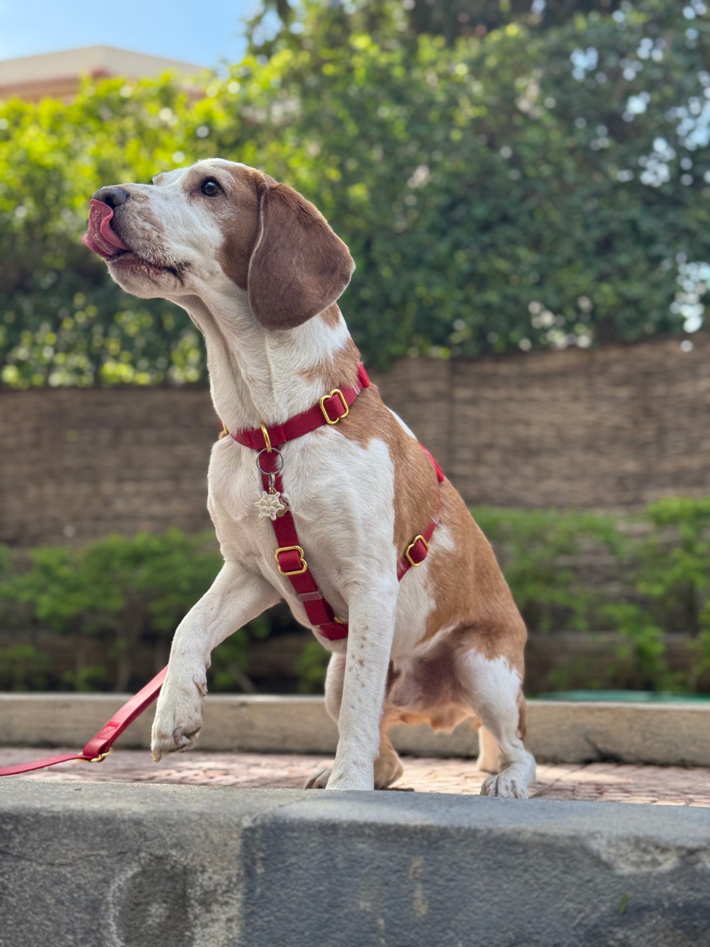 Dog Walking Essentials bundle