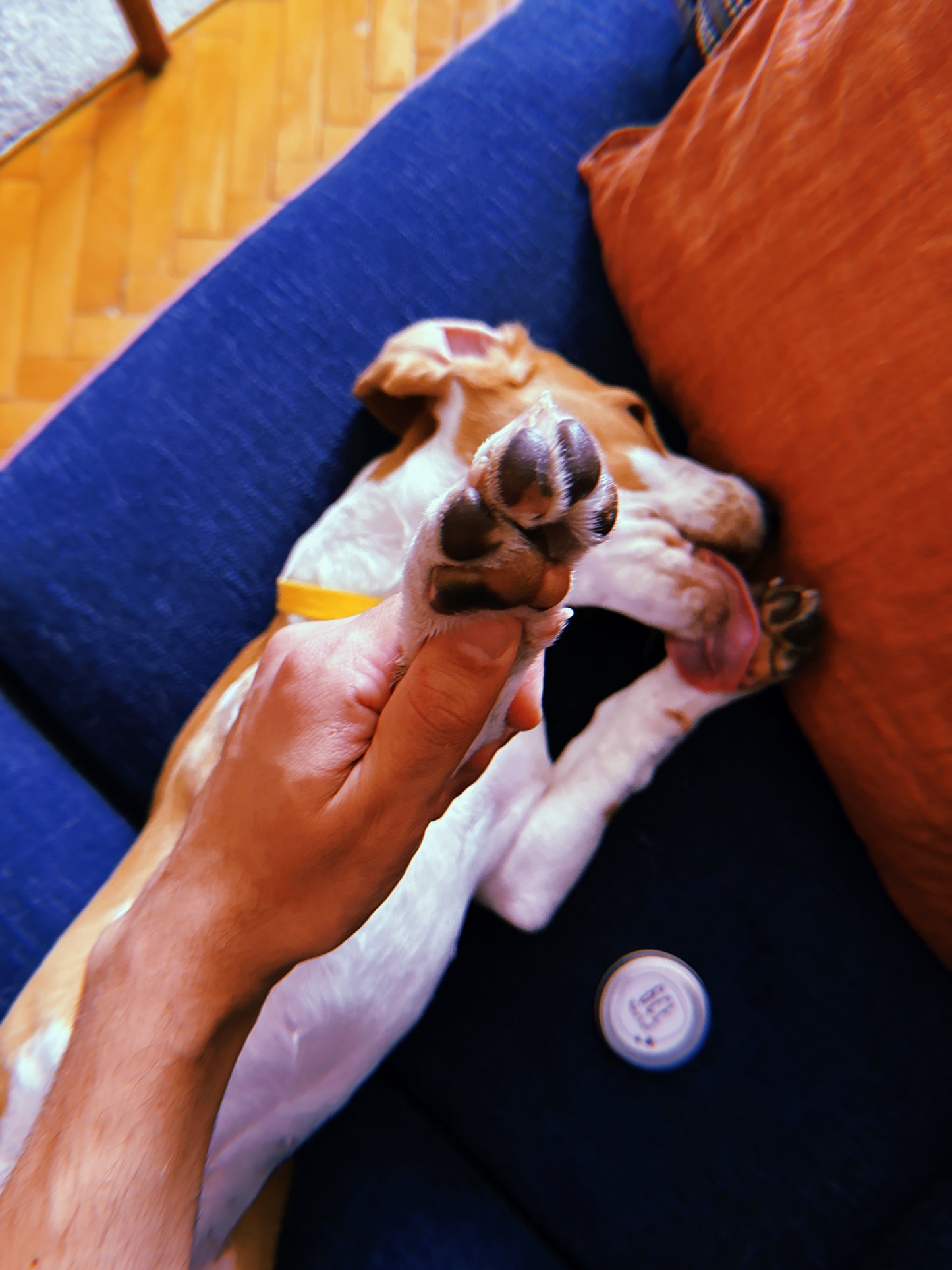 Paw Balm
