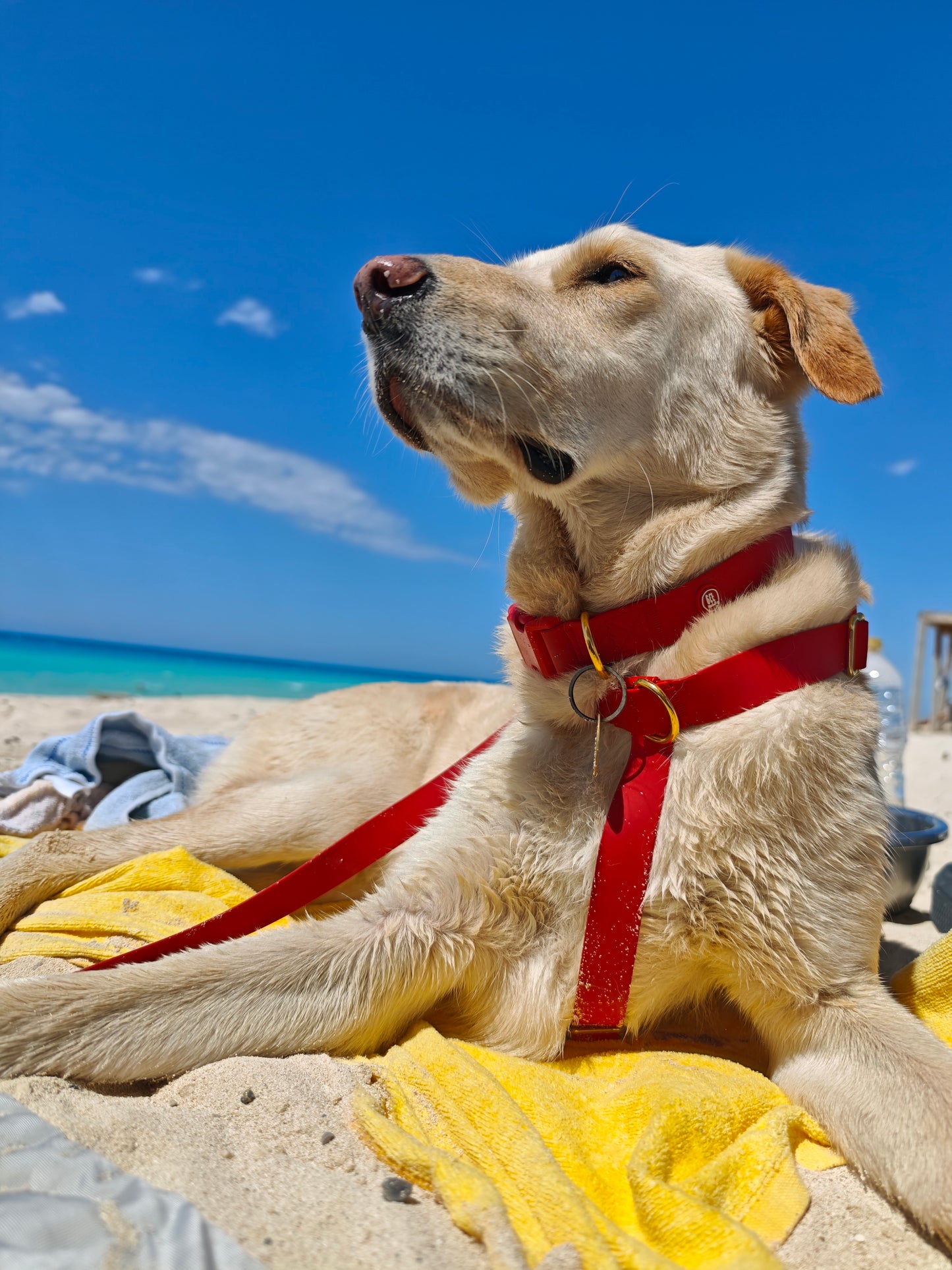 Dog Walking Essentials bundle