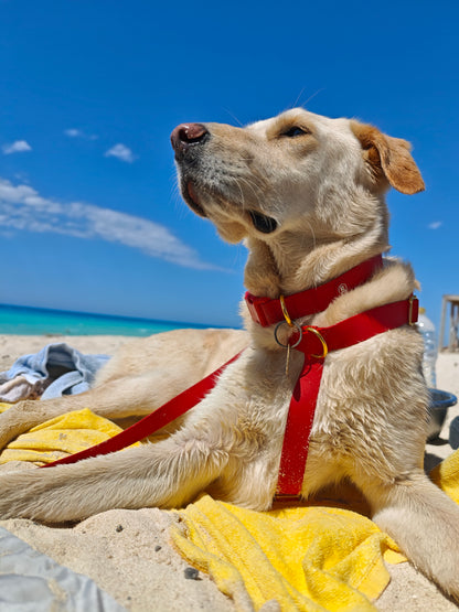 Dog Walking Essentials bundle