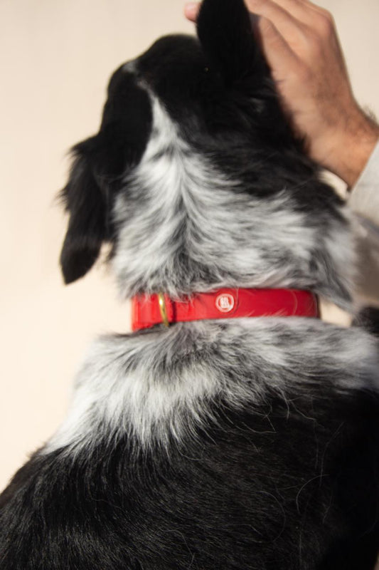 Essential Dog Collar