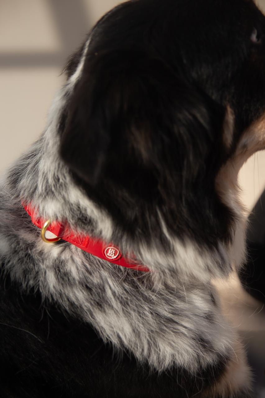 Essential Dog Collar