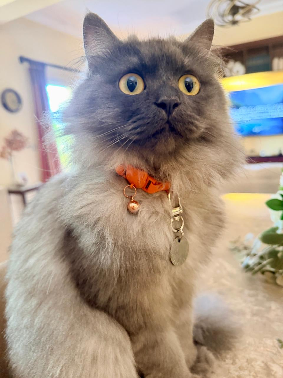 Cat Collar + Pet tag bundle