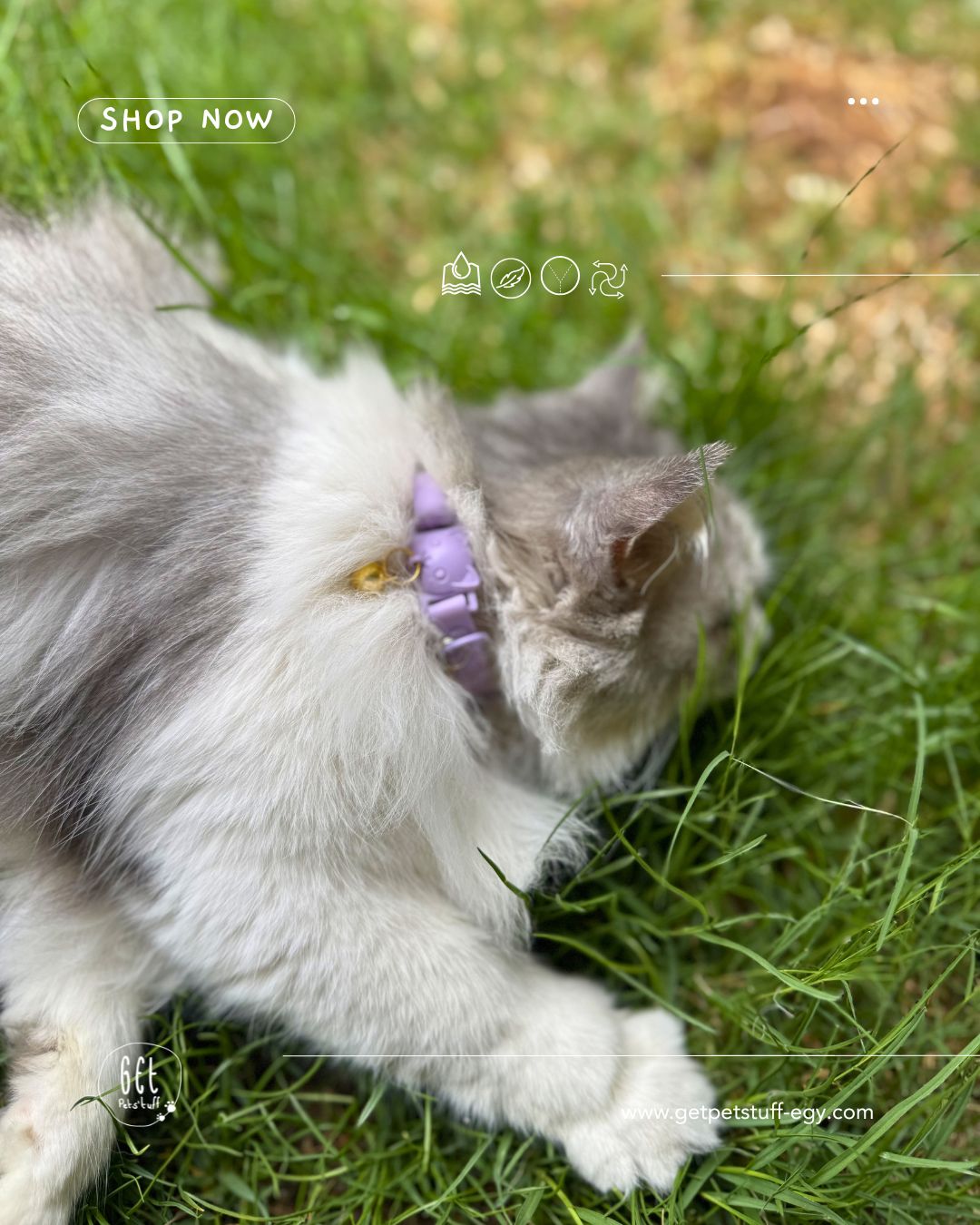 Essential Cat Collar