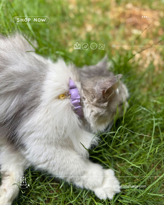 Cat Collar + Pet tag bundle