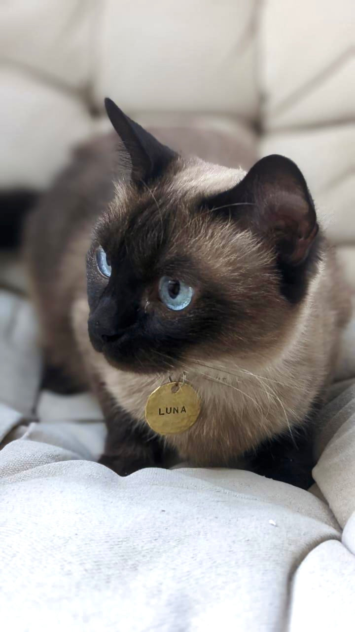 Brass Classic Tag